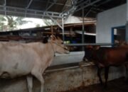 Bantuan Peningkatan Populasi Ternak Untuk Kelompok Tani Di Duga Di Manfaatkan Oknum Kepala Kampung Suka Maju.