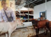 Oknum Kepala Kampung Suka Maju Mengakui Diri nya Lah Mengelola Merawat Bantuan Ternak Kelompok Tani