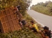 Kecelakaan Lalu lintas di Jalan Poros Labanan Banyak Merenggut Nyawa