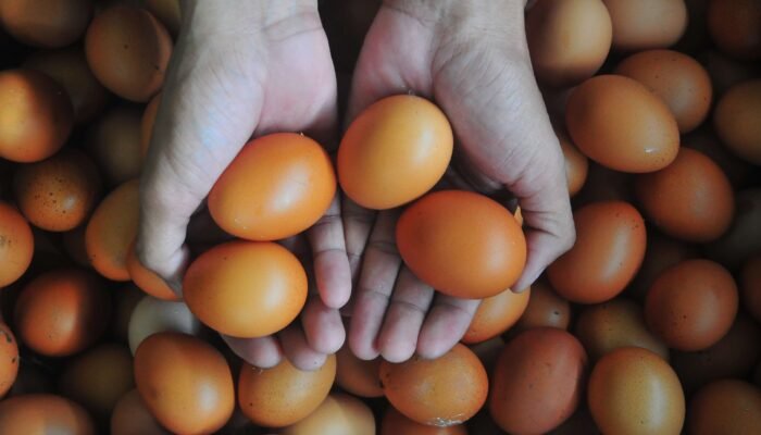 Harga Telur Ayam Melonjak, KSP Soroti Disparitas dan Kenaikan Harga Pakan