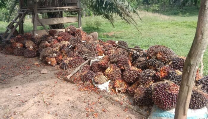 Harga Tandan Buah Segar (TBS) Sawit di Riau Turun, Berikut Rincian Terbarunya Periode 15-21 Januari 2025