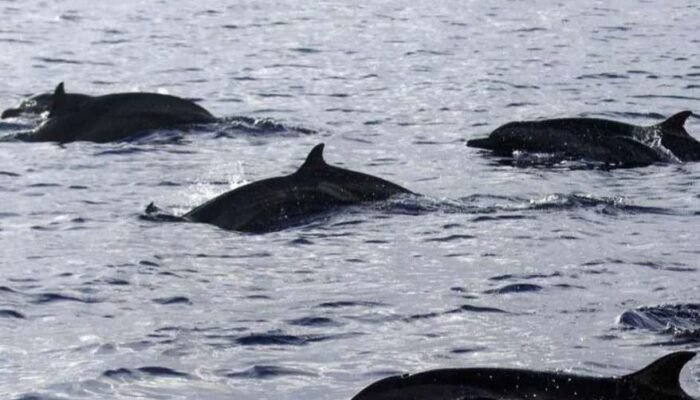 Lumba-Lumba Muncul di Pulau Pramuka, Indikasi Perbaikan Lingkungan Laut