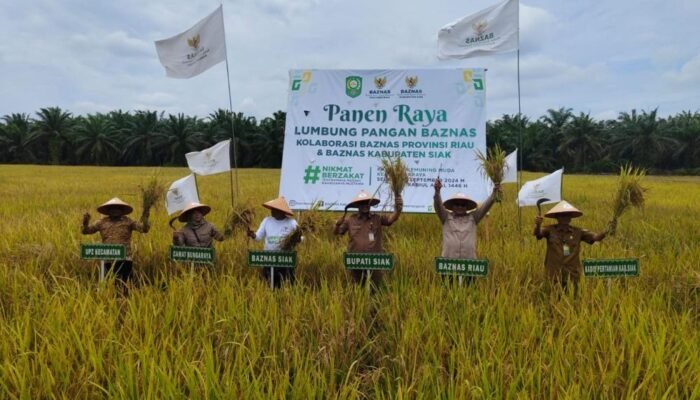 Panen Raya 12,5 Ton Gabah Basah: Keberhasilan Program Lumbung Pangan Baznas Riau di Siak