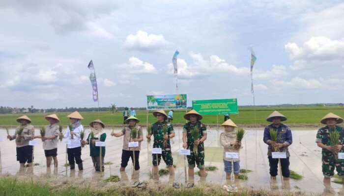 Dinas TPHP Kabupaten Bengkalis Gelar Gerakan Tanam Padi Bersama untuk Mendukung Swasembada Pangan