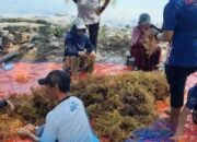 KKP Gencarkan Budidaya Rumput Laut untuk Bangkitkan Ekonomi Kepulauan Seribu