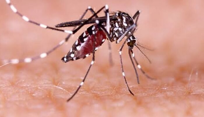 Peningkatan Kasus DBD di Pekanbaru: Cuaca Ekstrem dan Genangan Air Jadi Pemicu Utama