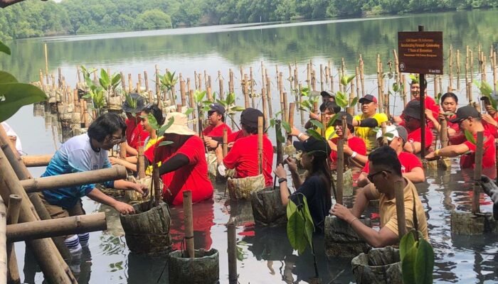 Maxim Rayakan Ulang Tahun ke-7 dengan Penanaman 700 Bibit Mangrove di Jakarta Utara