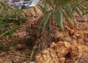 Petani Suaran Tuntut PT TRH: Tanaman Rusak, Ganti Rugi Belum Dibayar