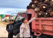 Kapolsek Tabalar AKP Suradi Ingatkan Sopir Angkutan Sawit Gunakan Jaring Pengaman dan Hindari Knalpot Brong