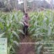Dukung Ketahanan Pangan,Kanit Binmas Polsek Rangkasbitung Polres Lebak Cek Pertumbuhan Pohon Jagung