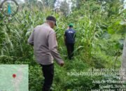 Dukung Ketahanan Pangan,Rutin Kanit Binmas Polsek Rangkasbitung Polres Lebak Dan Mantri Tani Cek Pohon Jagung