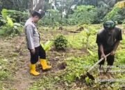 Bhabinkamtibmas Polsek Rangkasbitung Polres Lebak Membuka Lahan Untuk Tanam Jagung Hibrida Seluas 1 Hektar di Kampung Pulo