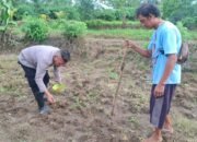 Kapolsek Maja Beserta Anggota Polres Lebak Melaksanakan Penanaman Jagung Di Desa Curug badak