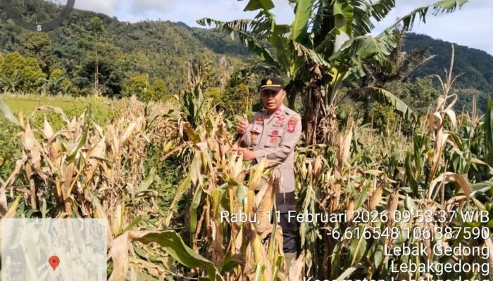 Kapolsek Lebakgedong Polres Lebak Cek Pohon Jagung Hibrida Persiapan Panen Kuartal IV di Blok Pasir Oray