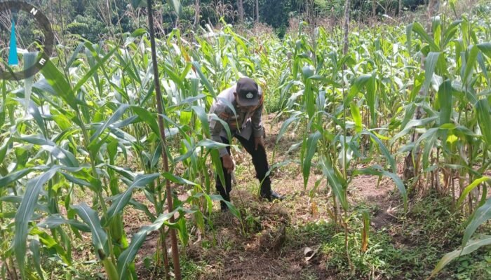 Mendukung Program Ketapang Anggota Polsek Rangkasbitung Polres Lebak Bersihkan rumput Liar Disekitaran Kebun Jagung