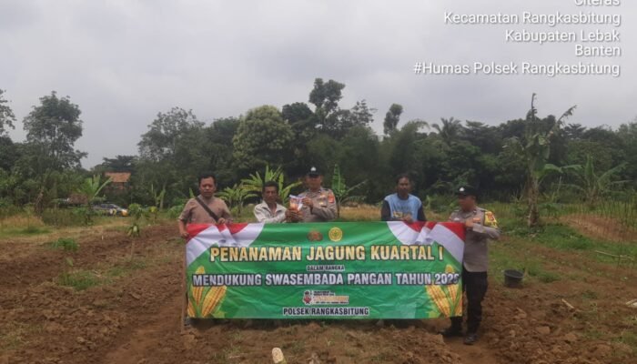 Kapolsek Rangkasbitung Polres Lebak Bersama Kelompok Tani Tanam Jagung Hibrida Kuartal I Dengan Luas Lahan 2 Hektar di Kampung Bahbul