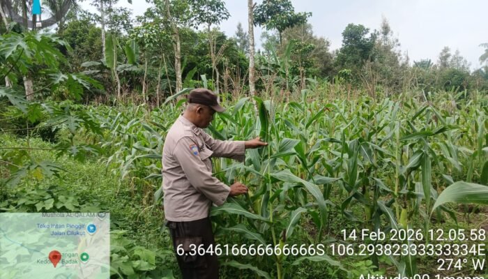Anggota Polsek Rangkasbitung Polres Lebak Laksanakan Kontrol Tanaman Jagung Hibrida