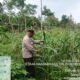 Anggota Polsek Rangkasbitung Polres Lebak Laksanakan Kontrol Tanaman Jagung Hibrida