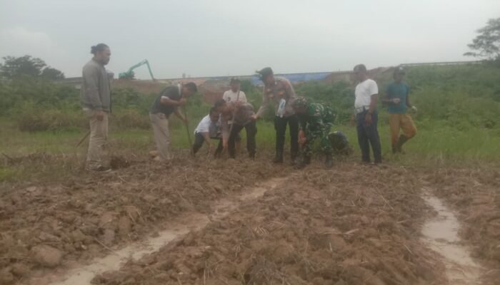 Polsek Cibadak Polres Lebak Laksanakan Penanaman Jagung Hibrida jenis Pioner di Desa Kaduagung Tengah