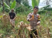 Polsek Cijaku Polres Lebak Penen Raya Jagung Kwartal 1 Tahun 2026.