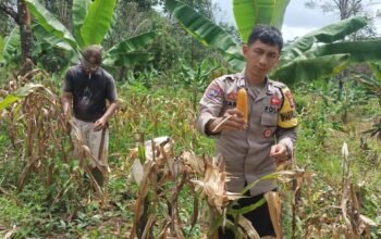 Polsek Cijaku Polres Lebak Penen Raya Jagung Kwartal 1 Tahun 2026.