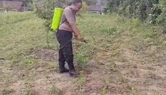 Bhabinkamtibmas Polsek Rangkasbitung Polres Lebak Giat Penyemprotan Cairan Pestisida dan Insektisida Ke Bibit Pohon Jagung Hibrida