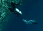 Moment Langkah,Tim Selam Green Nirvana Abadikan Moment Ikan Mola-mola di Barracuda Point Kakaban