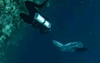 Moment Langkah,Tim Selam Green Nirvana Abadikan Moment Ikan Mola-mola di Barracuda Point Kakaban