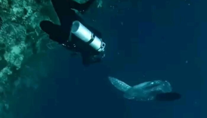 Moment Langkah,Tim Selam Green Nirvana Abadikan Moment Ikan Mola-mola di Barracuda Point Kakaban