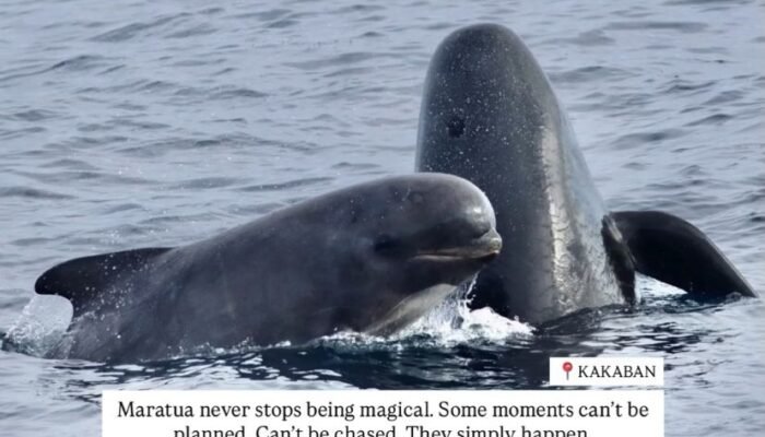 Moment Langkah,Paus Pilot Muncul Beri Kejutan di Surga Spot Diving Kakaban