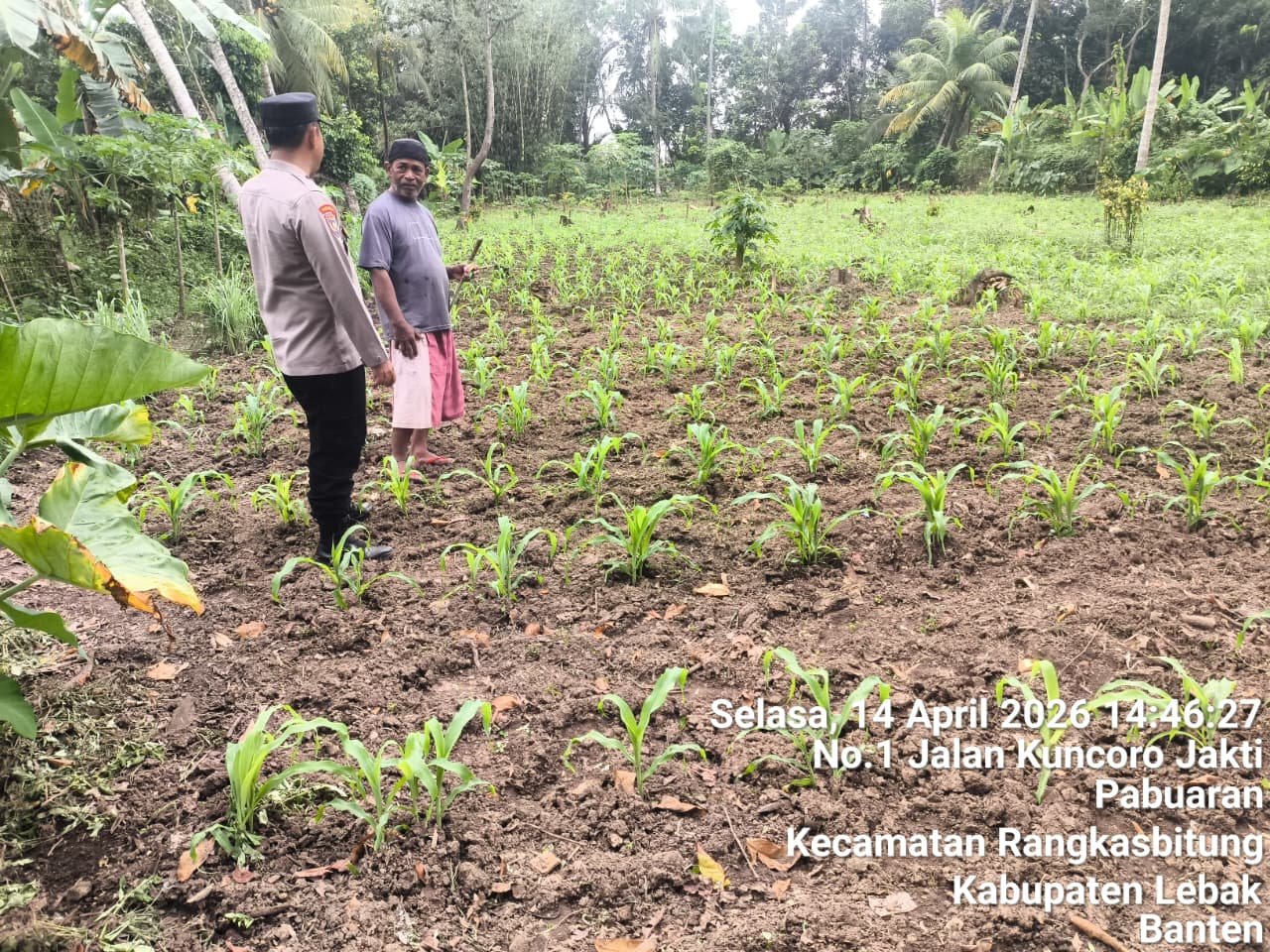 Bhabinkamtibmas Polsek Rangkasbitung Polres Lebak Cek Tanaman Jagung Hibrida Dalam Rangka Dukung Ketahanan Pangan Nasional