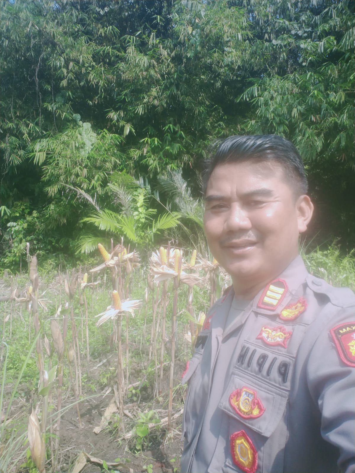 Kapolsek Cimarga Polres Lebak Cek Persiapan Panen Jagung Desa Margaluyu