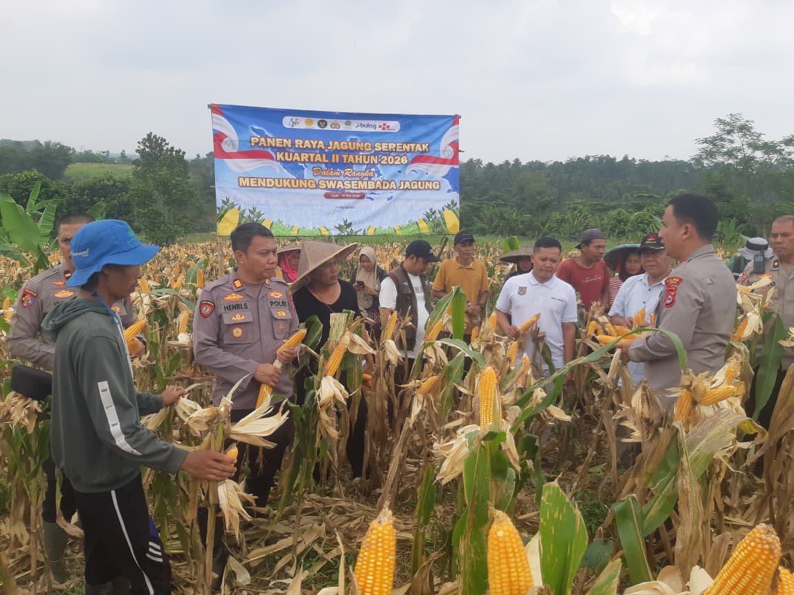 Kapolres Lebak di Dampingi Kapolsek Rangkasbitung Panen Raya Jagung Serentak Kuartal II di Desa Sangiang Tanjung