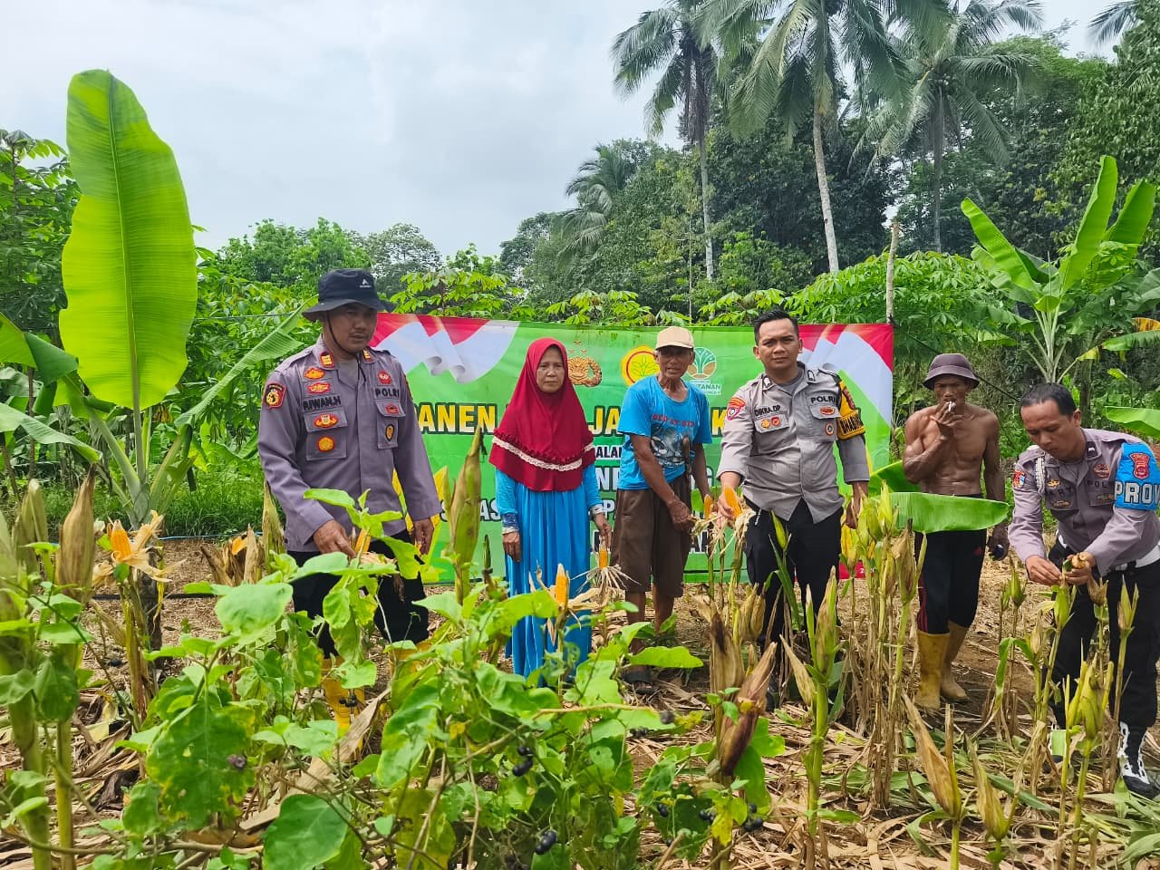 Panen Bersama, Wujud Sinergi!!!Kapolsek Cimarga Polres Lebak Hadir Dalam Panen Jagung Di Desa Jayasari Cimarga