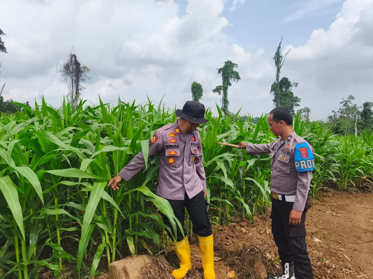 Pastikan Tenaman Jagung Terawat Dengan Baik, Kapolsek Cimarga Polres Lebak Cek Perkembangan Tanaman Jagung Desa Jayasari Cimarga