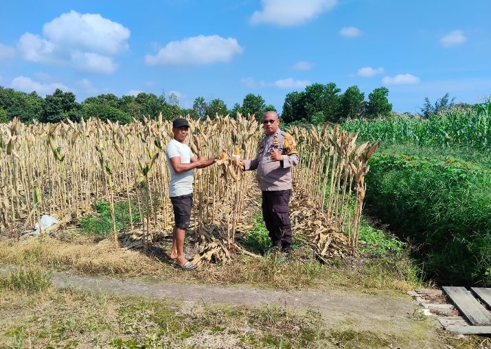 Lahan Ketahanan Pangan Polsek Payung Sekaki Produktif dan Masuki Masa Panen