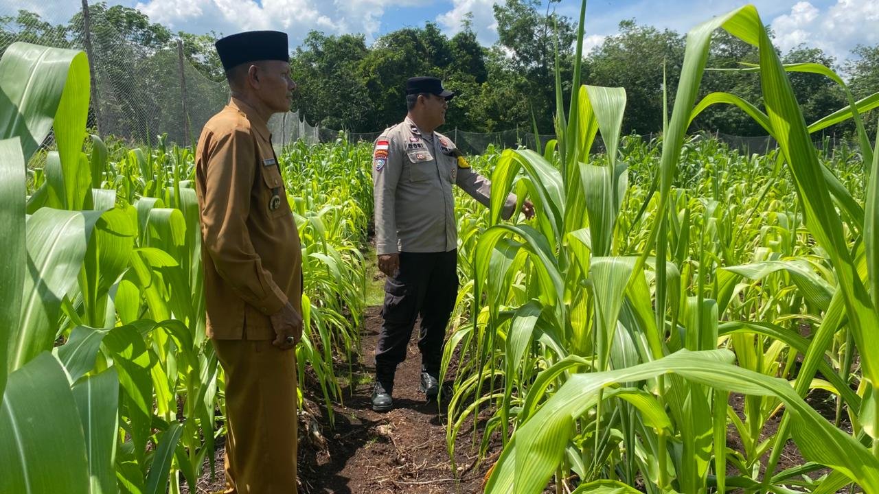 Bhabinkamtibmas Bengkalis Pantau Lahan Jagung Kelompok Tani Dukung Ketahanan Pangan
