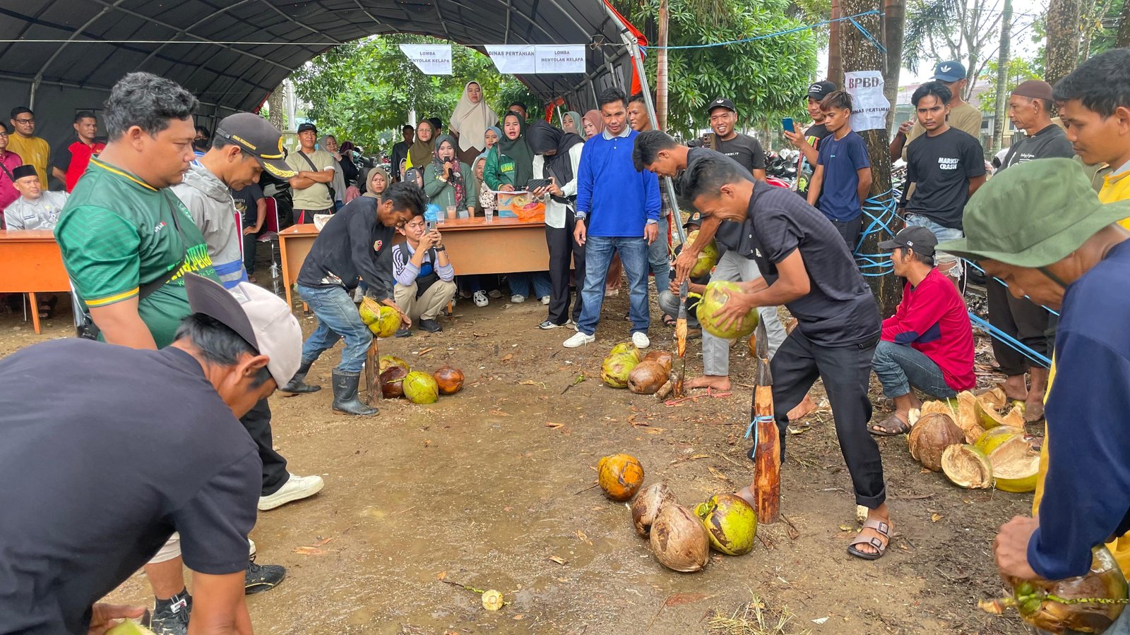 Lomba Menyolak Kelapa Meriahkan Milad ke-61 Inhil, Tradisi Leluhur Tetap Lestari di Tengah Generasi Muda