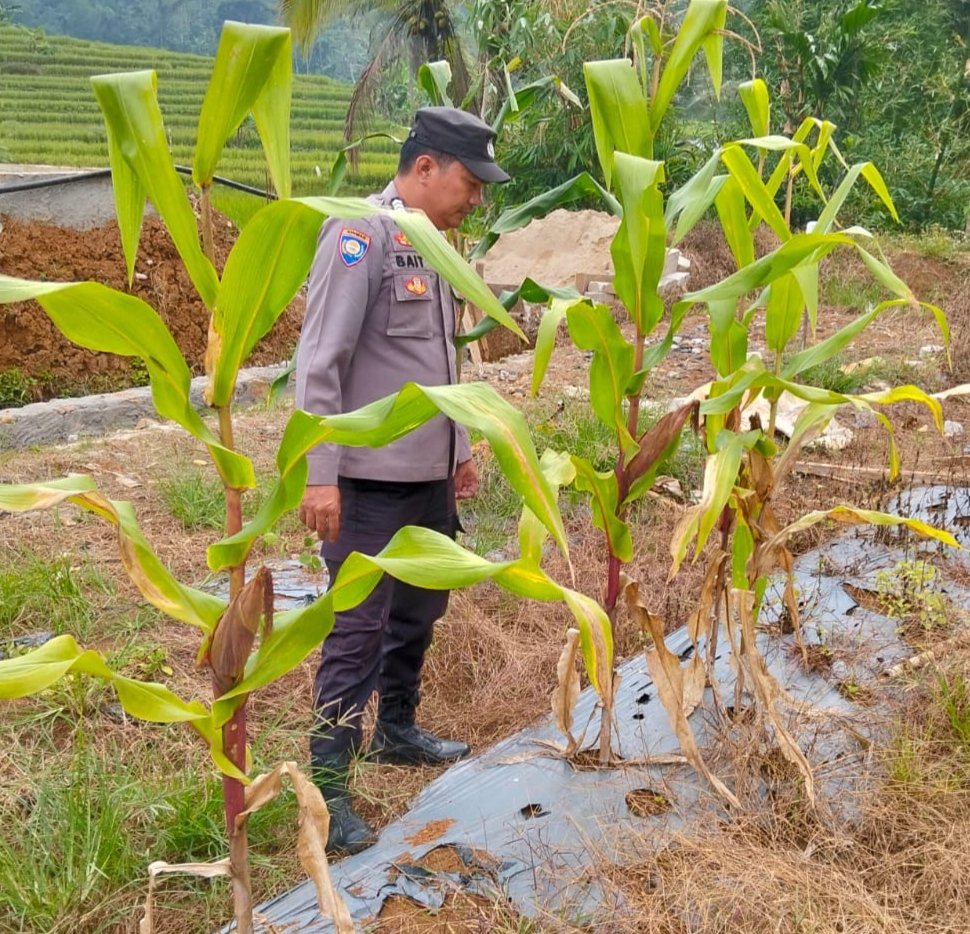 Dukung Ketahanan Pangan Nasional, Anggota Polsek Cirinten Cek Kondisi Tanaman Jagung di Desa Datar Cae