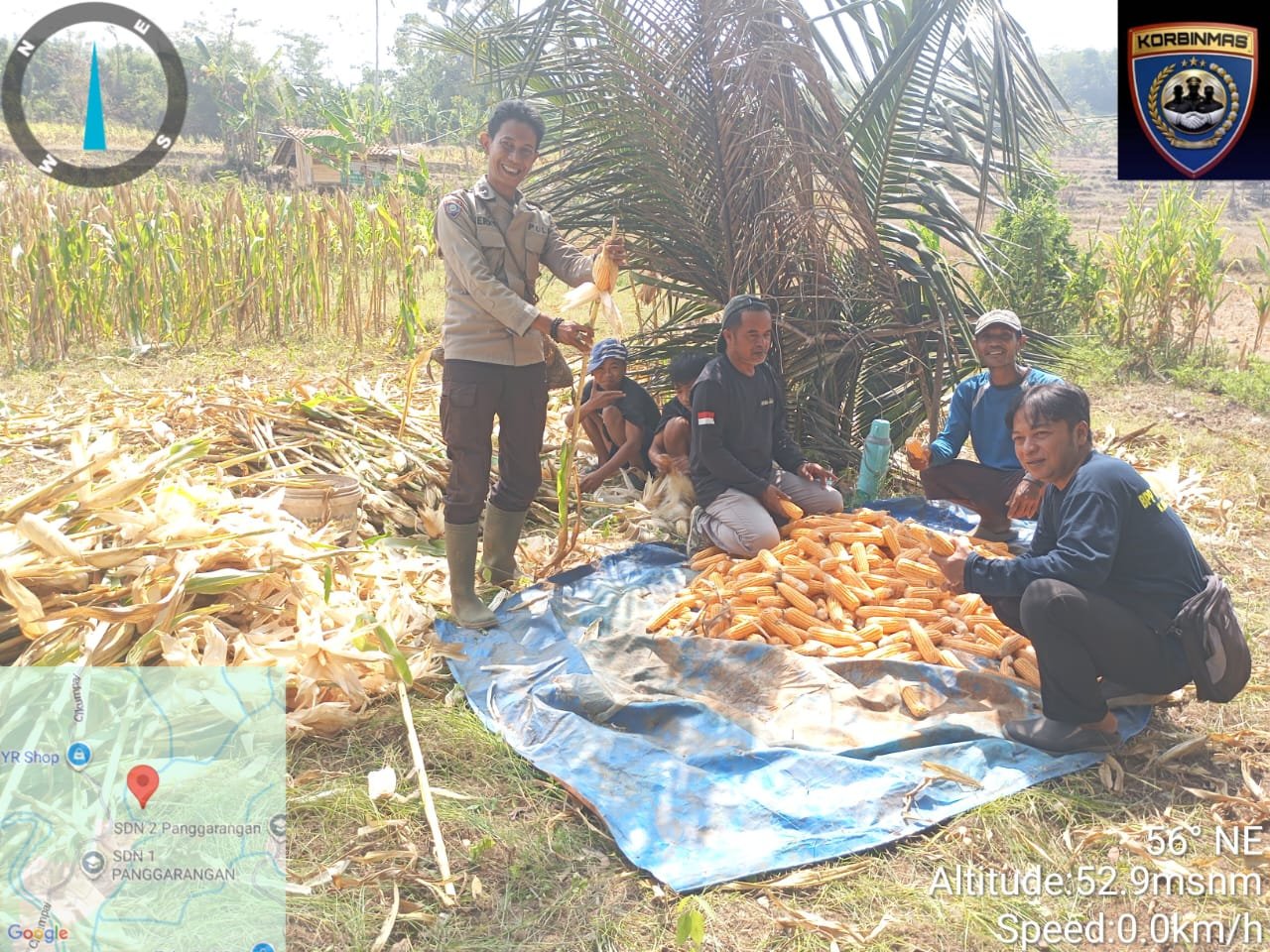 Polsek Panggarangan Dukung Ketahanan Pangan Melalui Kegiatan Panen Kelompok Tani SINAR MAKMUR