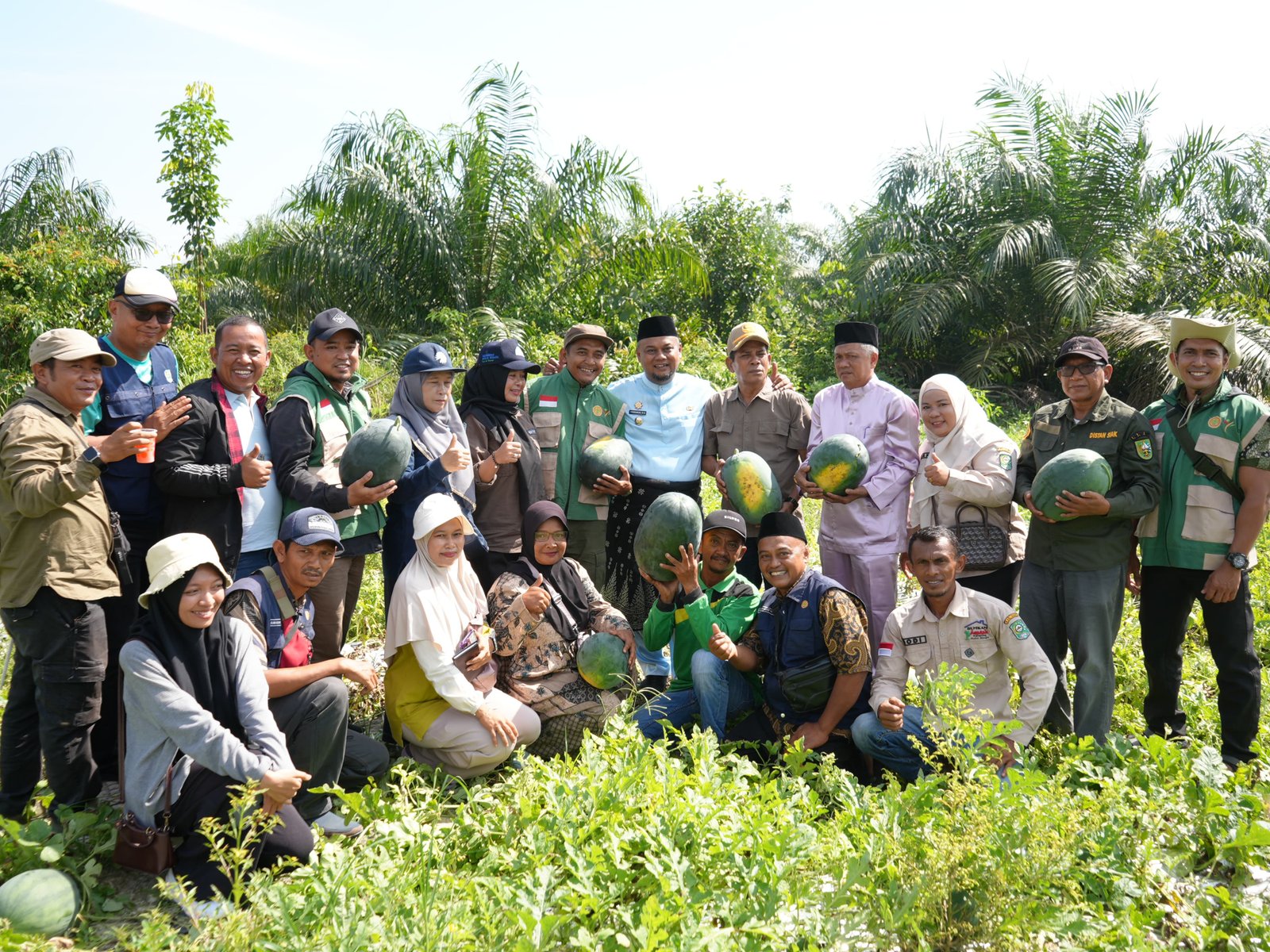 Kampung Kota Ringin Panen Raya 30 Ton Semangka, Siak Punya Contoh Baru Ketahanan Pangan