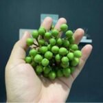 Rimbang, Si Kecil Hijau yang Banyak Khasiat: Buah Tropis dengan Segudang Potensi Kesehatan
